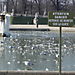 les mouettes en hiver